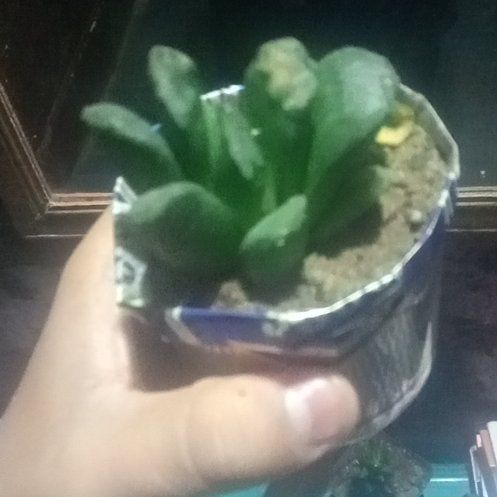Photo of the plant species Horse's Teeth Haworthia by @SassyFantasy named Bo. 10 on Greg, the plant care app