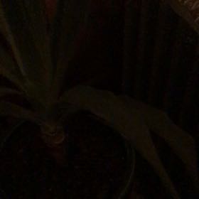 Photo of the plant species Dragon Blood Tree by @ReveredHautree named Sahara on Greg, the plant care app