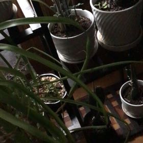 Photo of the plant species christata by @ReveredHautree named Bruce Lee on Greg, the plant care app