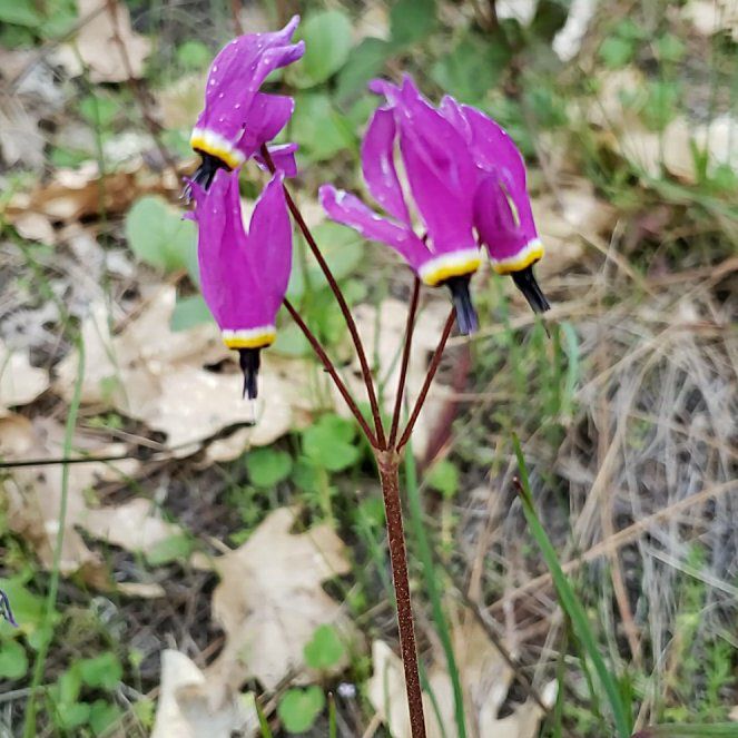 Photo of the plant species Common Shootingstar by @ActualWaterlily named Achilles on Greg, the plant care app