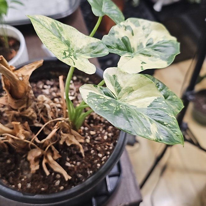 Photo of the plant species Alocasia Dawn Variegated by @Oasis420 named Diana on Greg, the plant care app