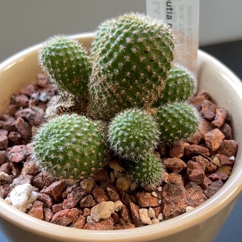 Photo of the plant species Rebutia perplexa by @GreatAnthora named Mollie on Greg, the plant care app
