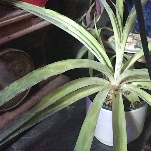 Photo of the plant species Manfreda undulata 'Mint Chocolate Chip' by @SageCosentinia named Walt on Greg, the plant care app