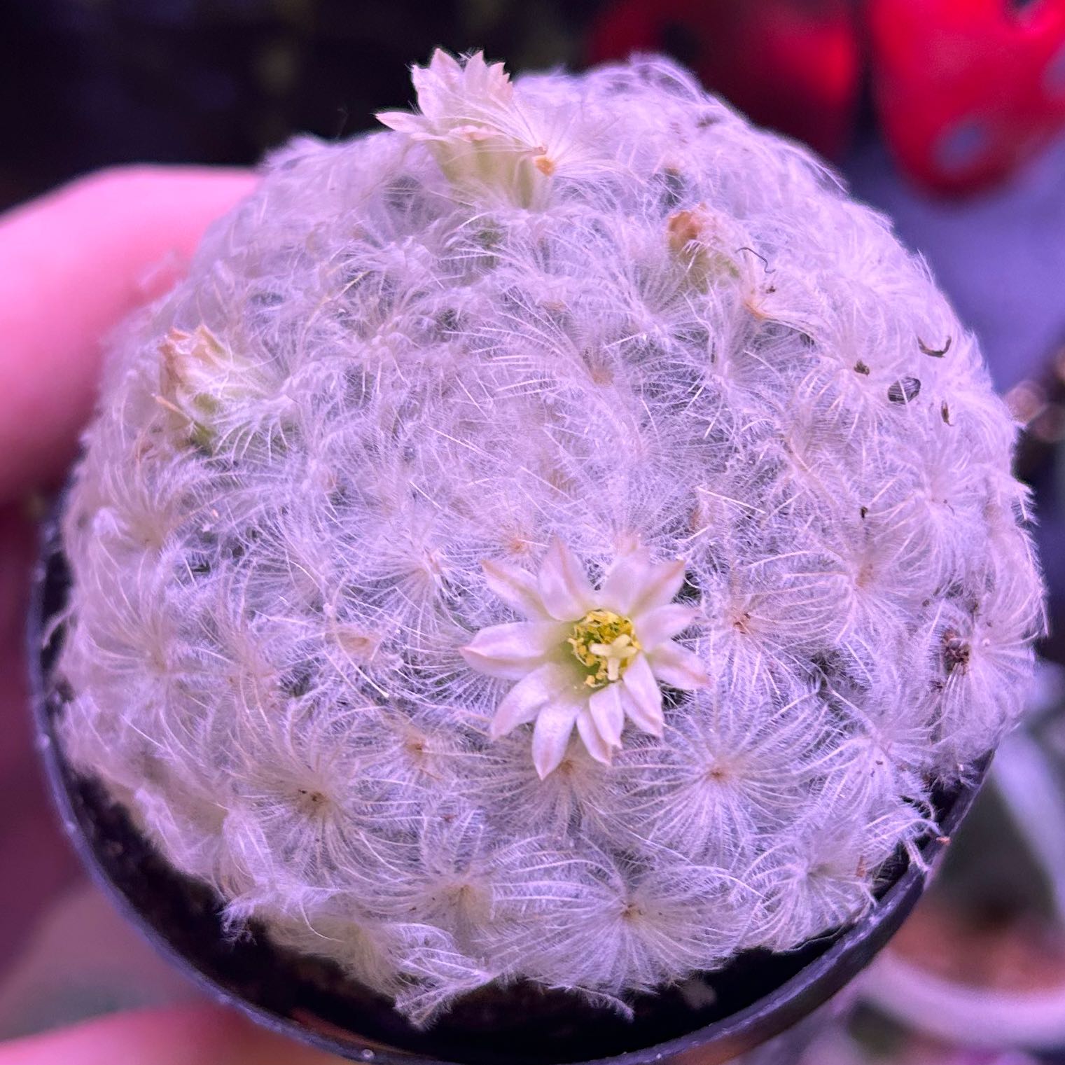 Photo of the plant species golf ball cactus by @ChummyLilliput named Mammillaria herrerae on Greg, the plant care app