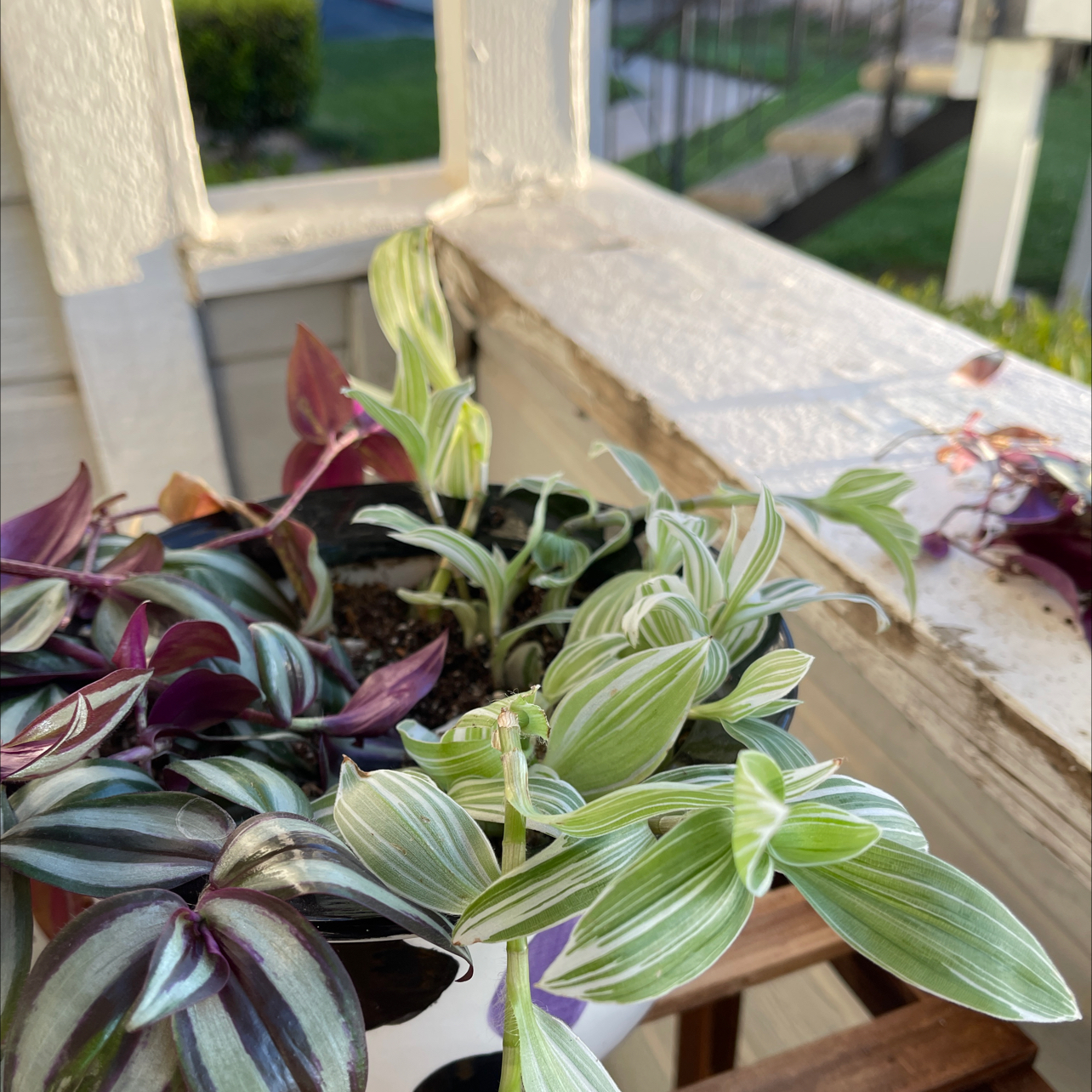 Photo of the plant species green and white tradescantia by @poppy23 named Homer on Greg, the plant care app