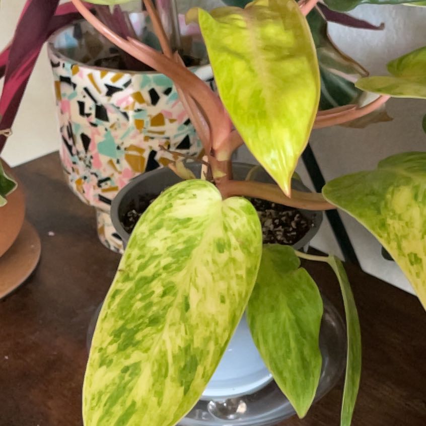 Photo of the plant species Philodendron Painted Lady by @poppy23 named Her on Greg, the plant care app