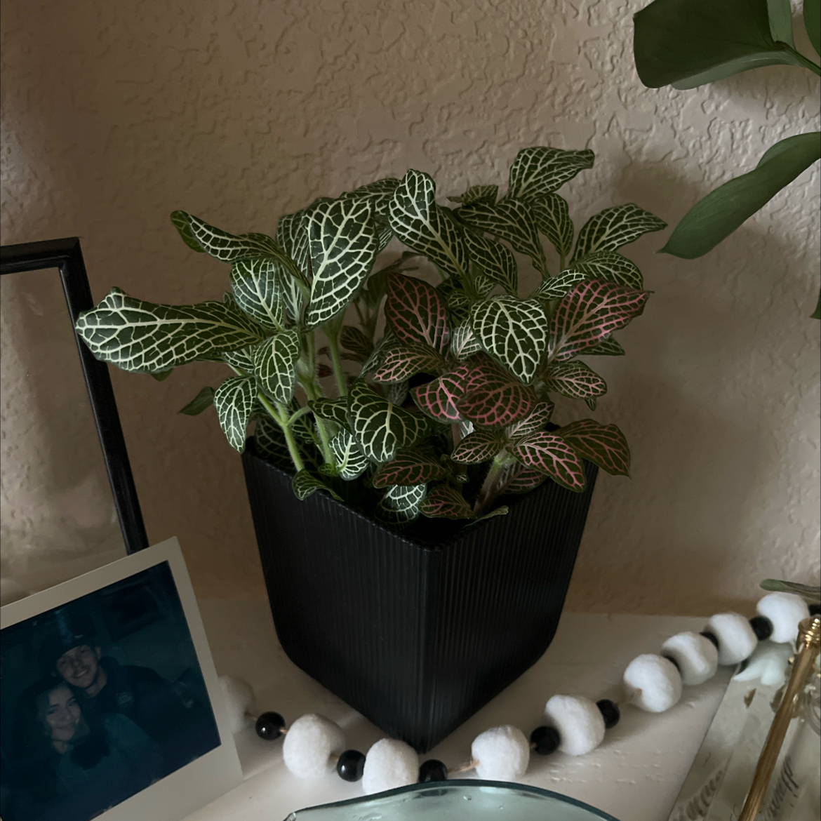 Pink Angel Nerve Plant in a black pot with vibrant leaves and white veining.