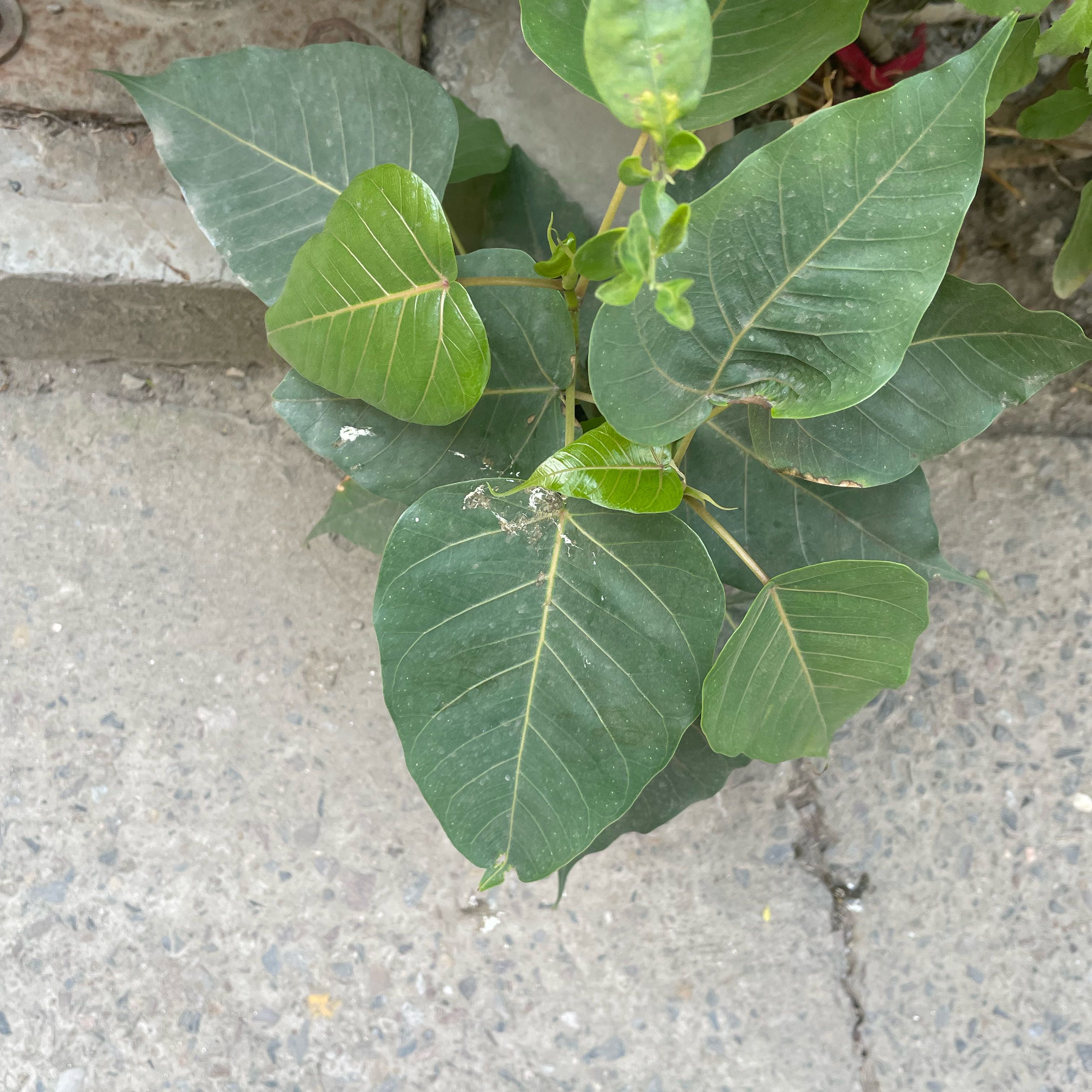 Young Bodhi Tree with healthy green leaves growing in a concrete area.