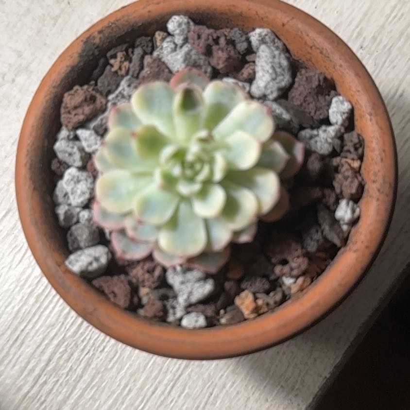 Photo of the plant species Echeveria 'White Minima' by @PremiumCacto named Lavender on Greg, the plant care app