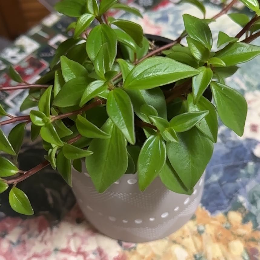 Healthy Peperomia 'Amigo Marcello' plant with vibrant green leaves in a white pot.