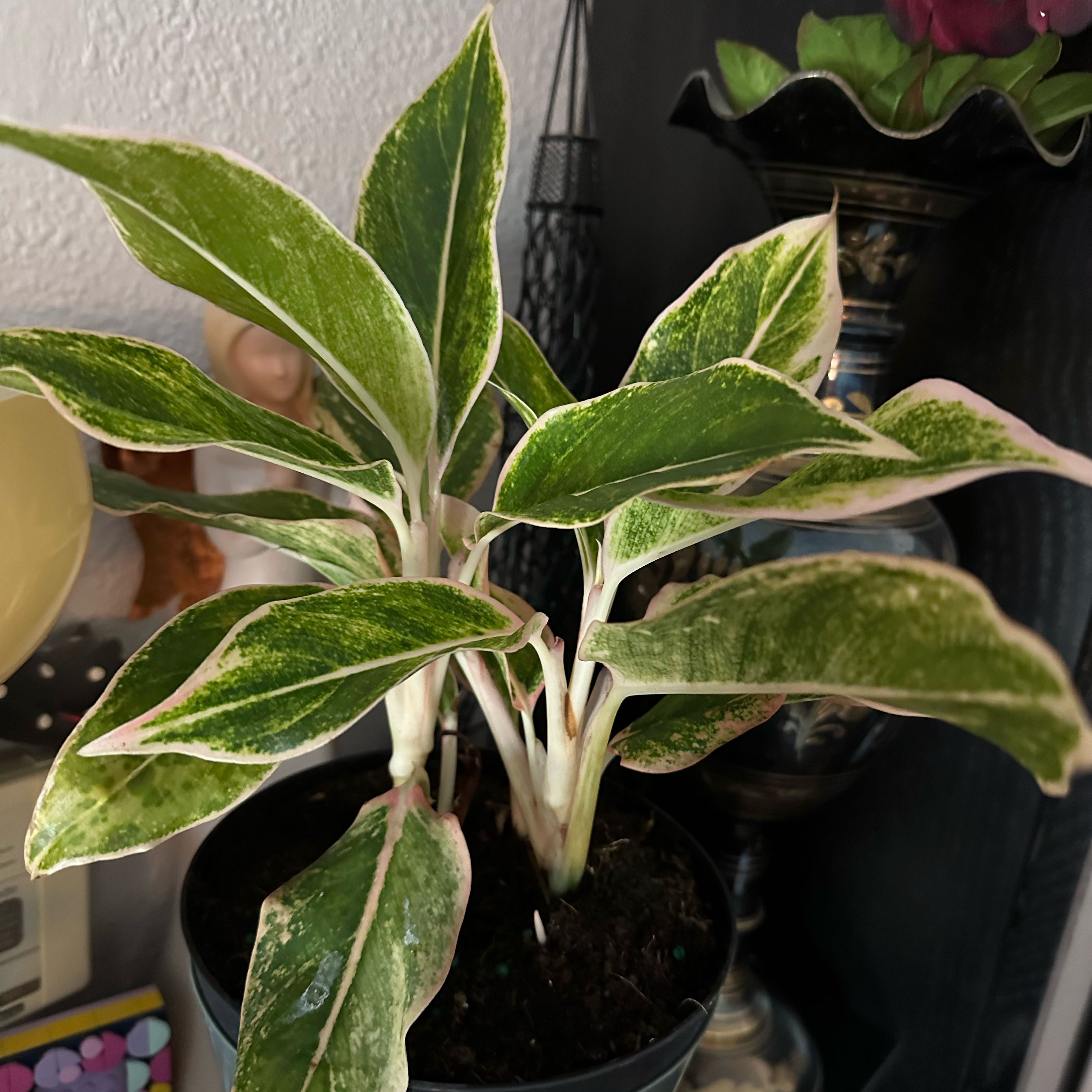 Photo of the plant species Siam Pink Chinese Evergreen by @CertainSeagrape named Lola on Greg, the plant care app