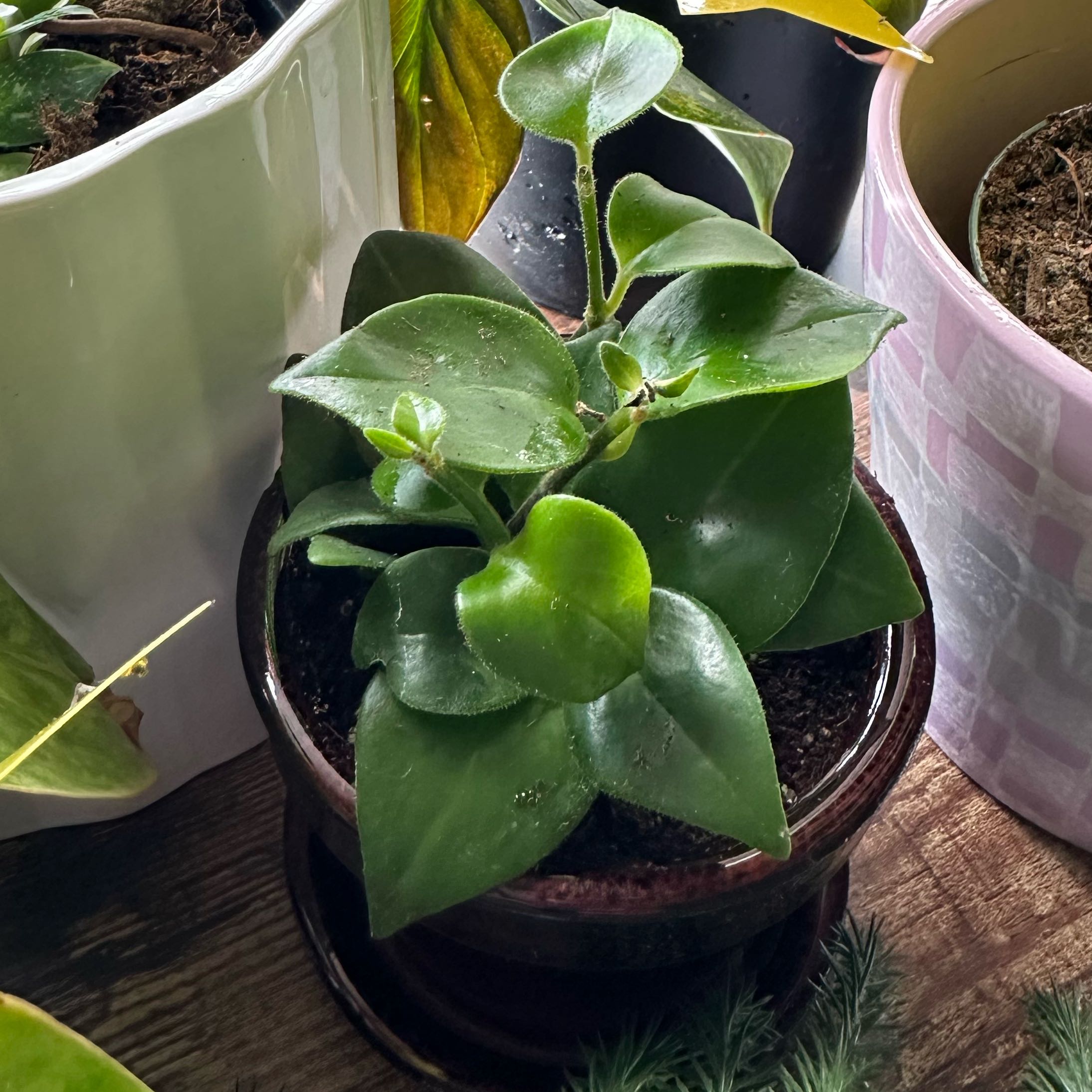 Lipstick Plant with glossy green leaves in a small pot, soil visible.
