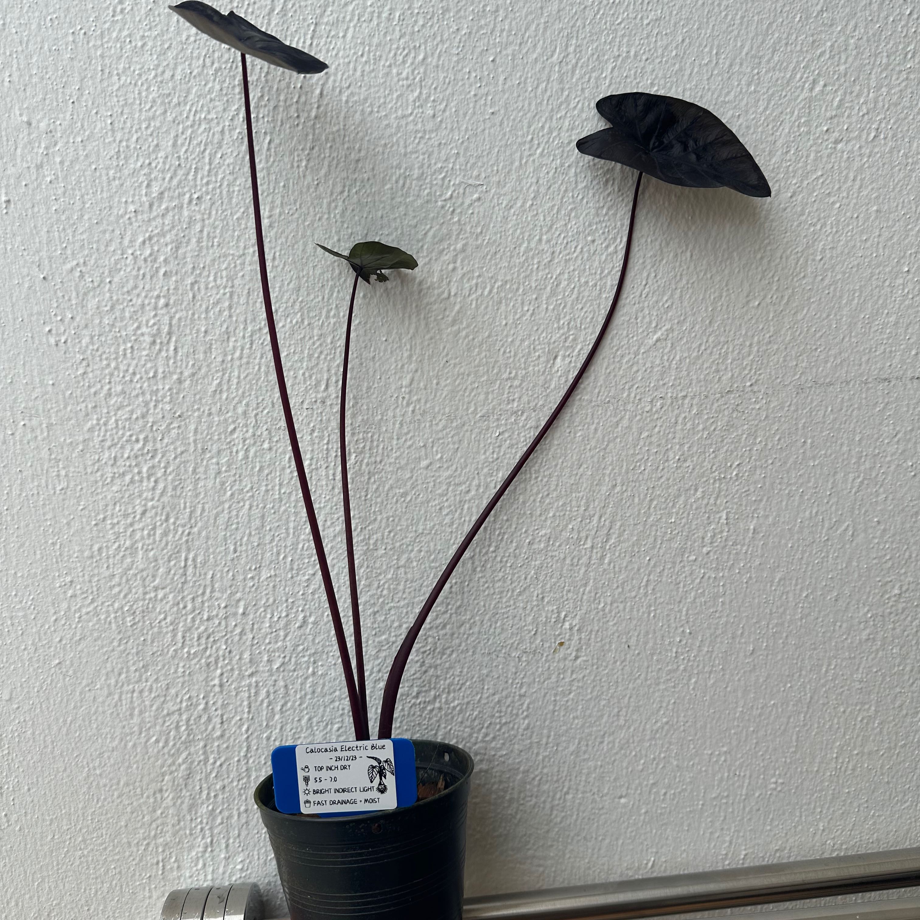 Photo of the plant species Electric Blue Gecko by @VocalCapealoe named Diana on Greg, the plant care app