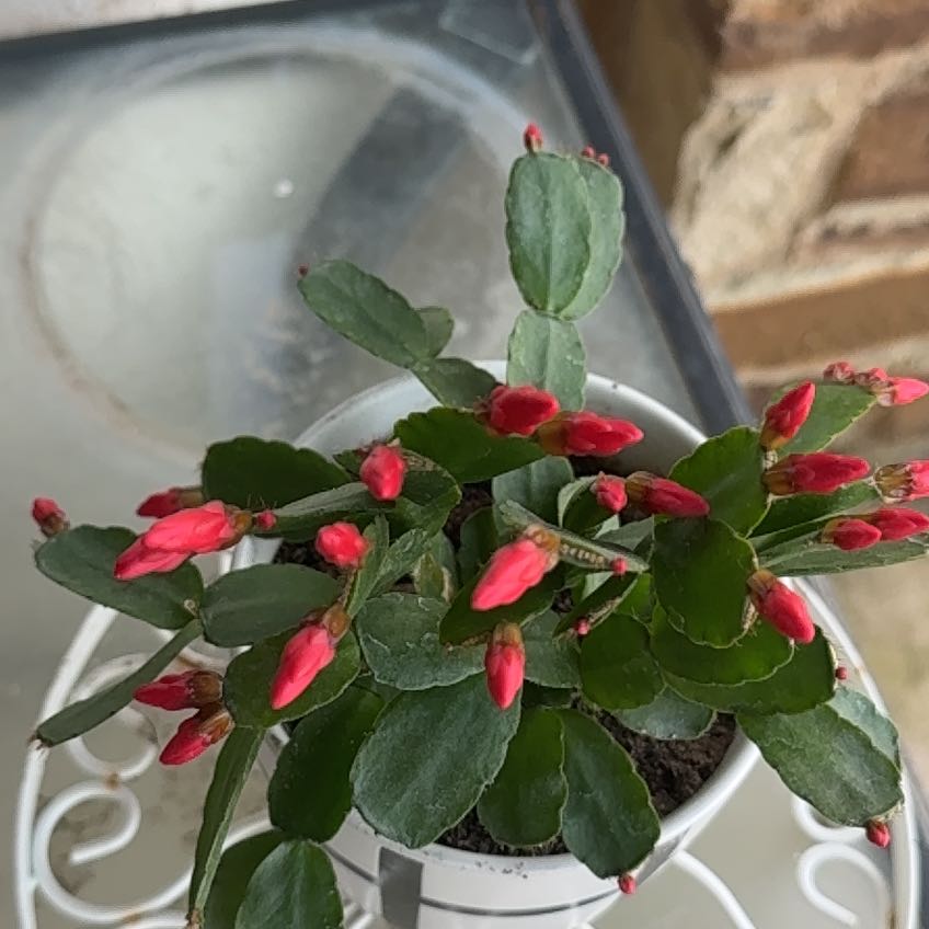 Photo of the plant species Rhipsalidopsis gaertneri 'Red' by @AmusingSuncup named Figyonce on Greg, the plant care app