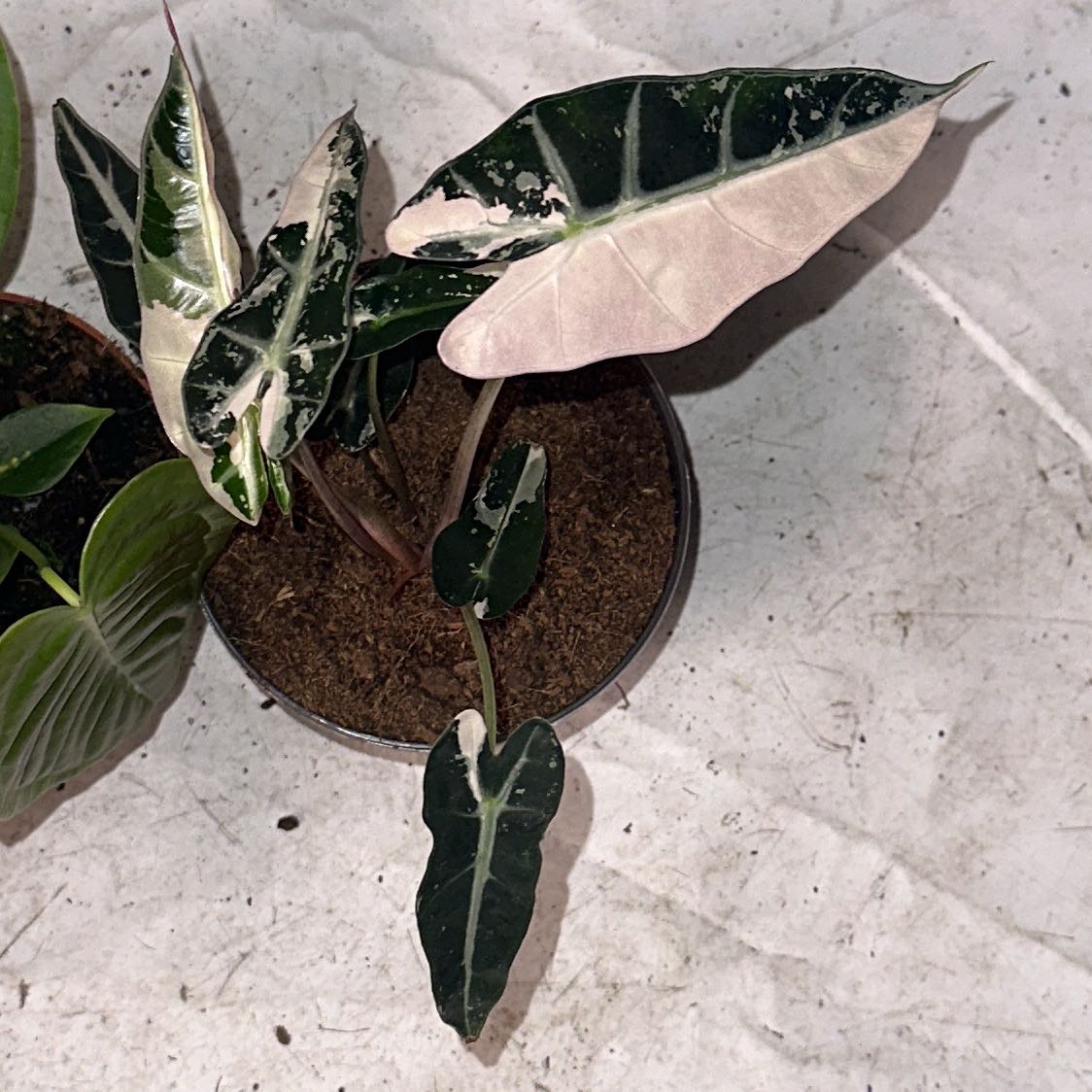 Photo of the plant species Alocasia 'Bambino Pink Variegated' by @ProudIronweed named Willow on Greg, the plant care app