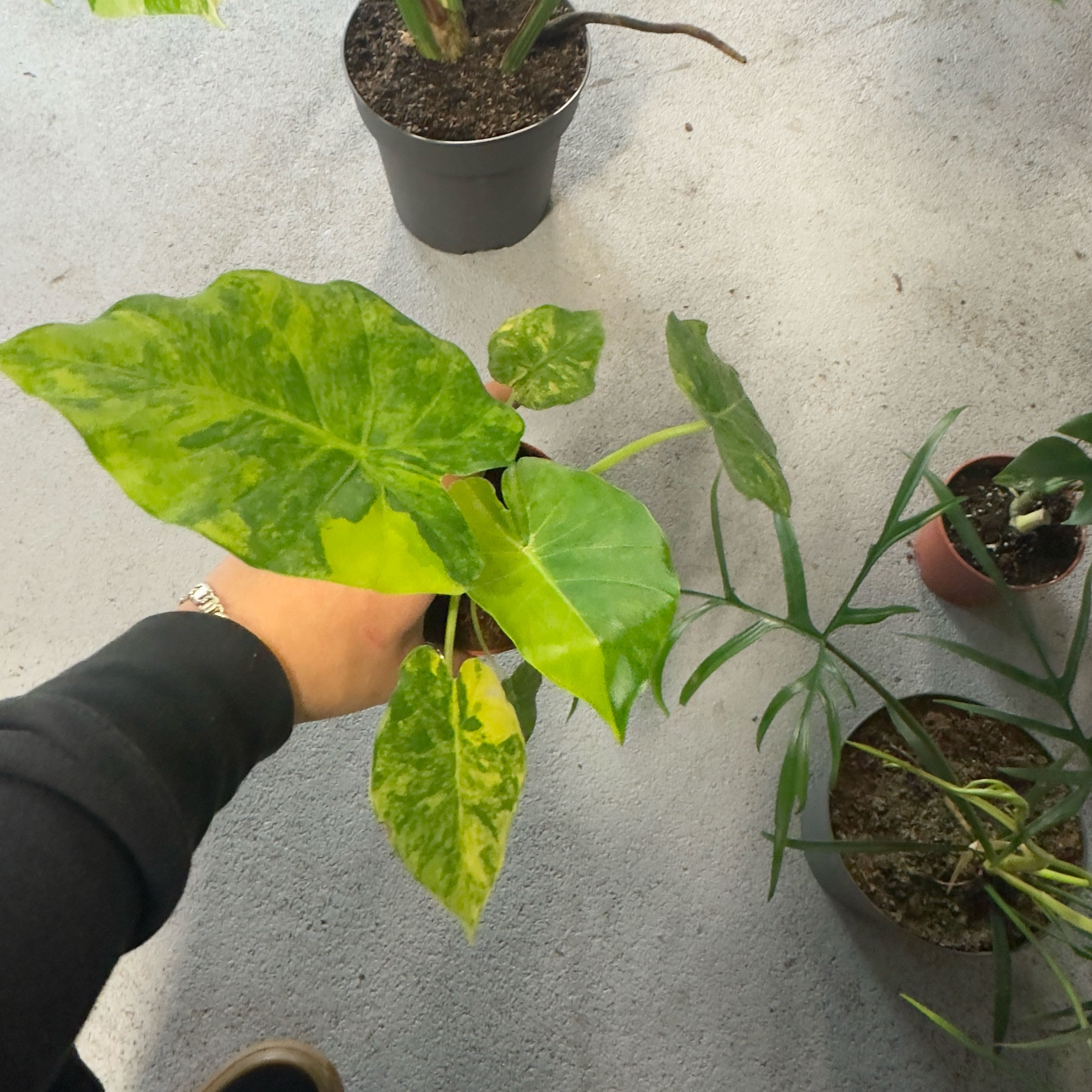 Photo of the plant species Alocasia gageana 'Aurea' by @ProudIronweed named Kylie on Greg, the plant care app