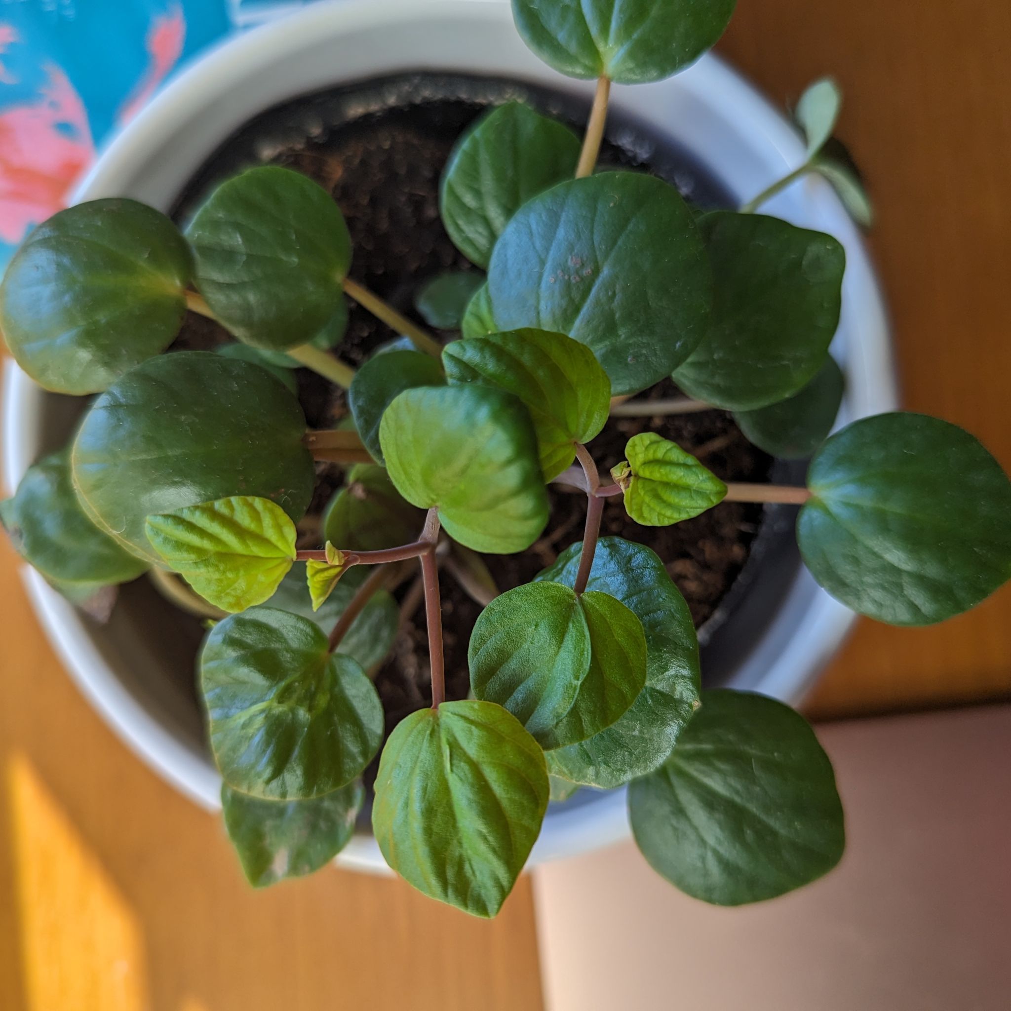 Photo of the plant species flowering peperomia by @JazzyPecan named Beckham on Greg, the plant care app