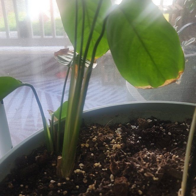Photo of the plant species Prayer plant by @SalientPinkball named Foxxy on Greg, the plant care app