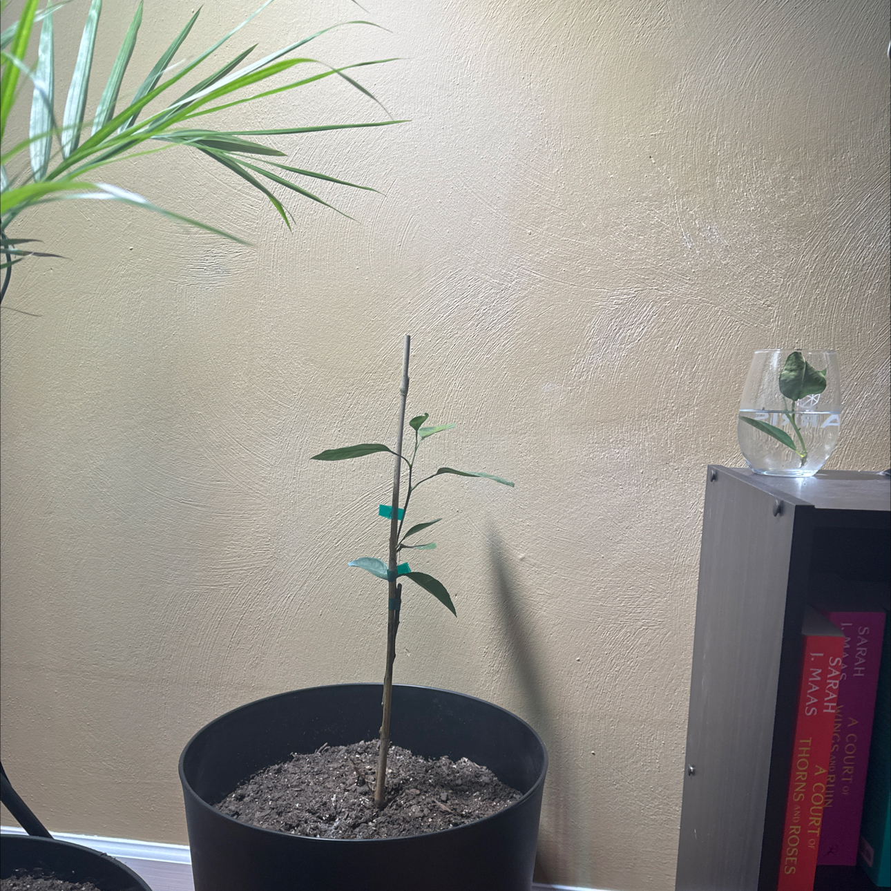 Photo of the plant species Owari Satsuma Mandarin Tree by @Recruiterplants named Orwell on Greg, the plant care app