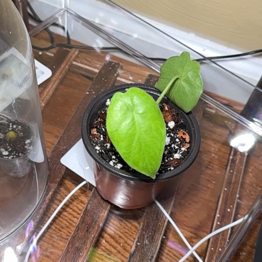 Photo of the plant species Alocasia gageana 'Aurea' by @Recruiterplants named Ronaldo on Greg, the plant care app