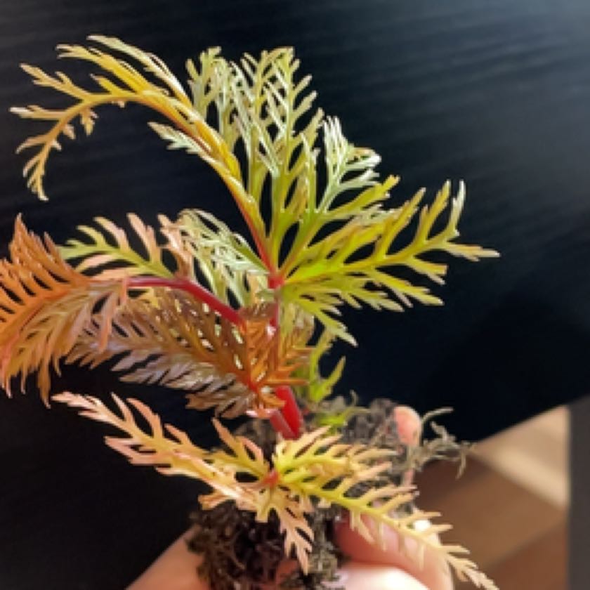 Photo of the plant species Sceptridium dissectum by @SinewyWildtea named Sherlock on Greg, the plant care app