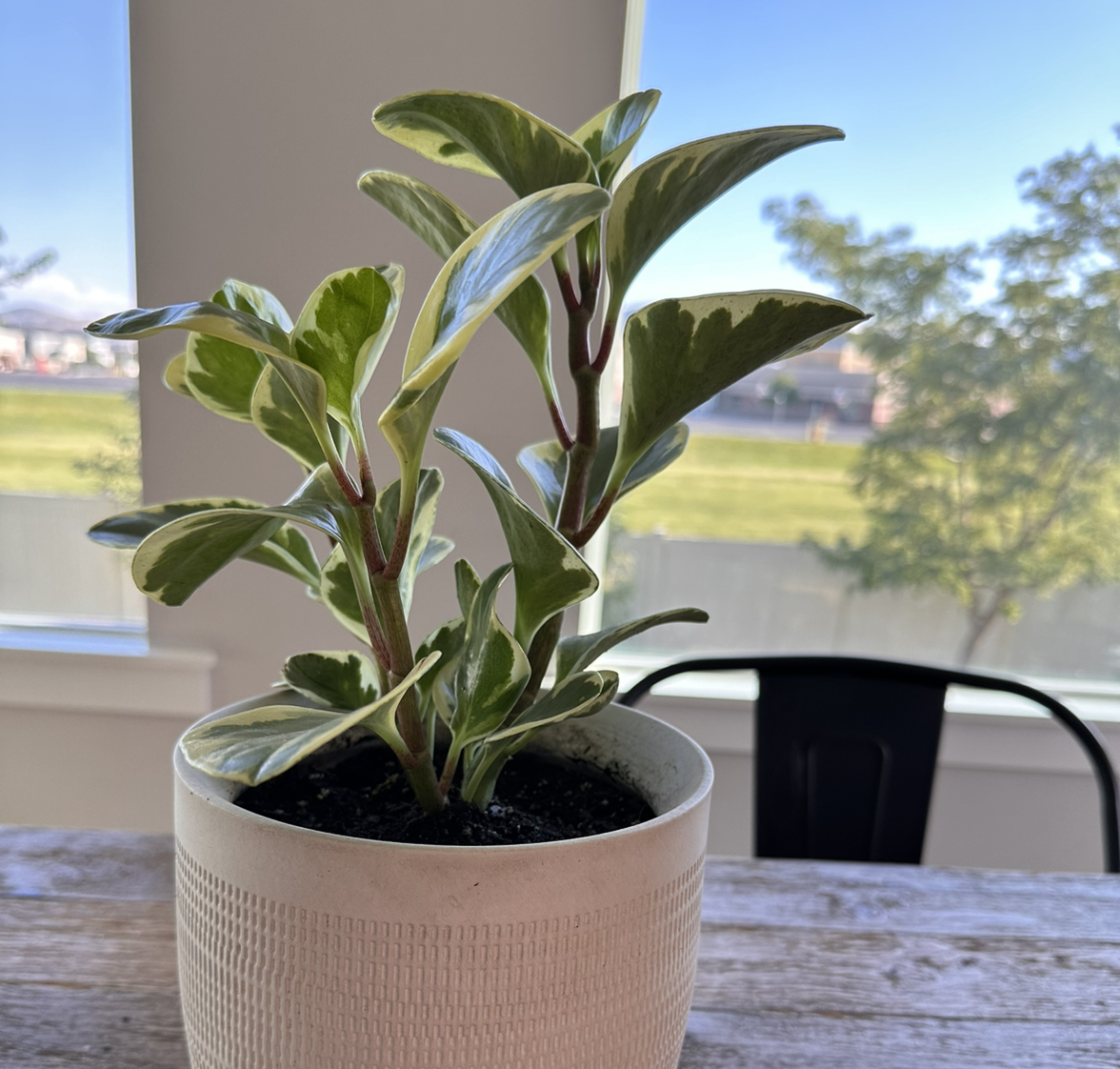 Photo of the plant species Peperomia by @ImmeasurableRye named Peppa on Greg, the plant care app