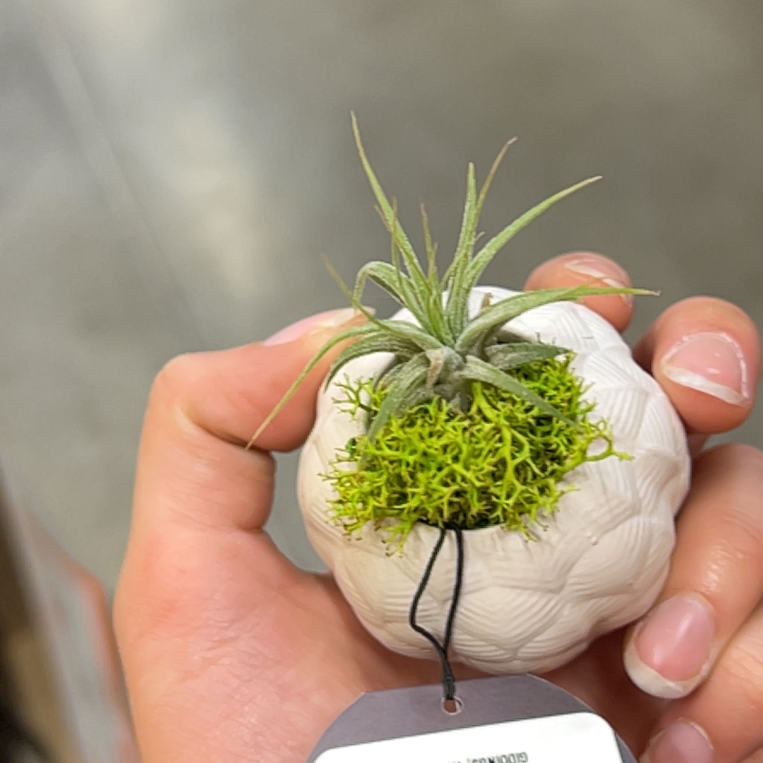 Photo of the plant species Tillandsia by @HypersonicRuby named Planty on Greg, the plant care app