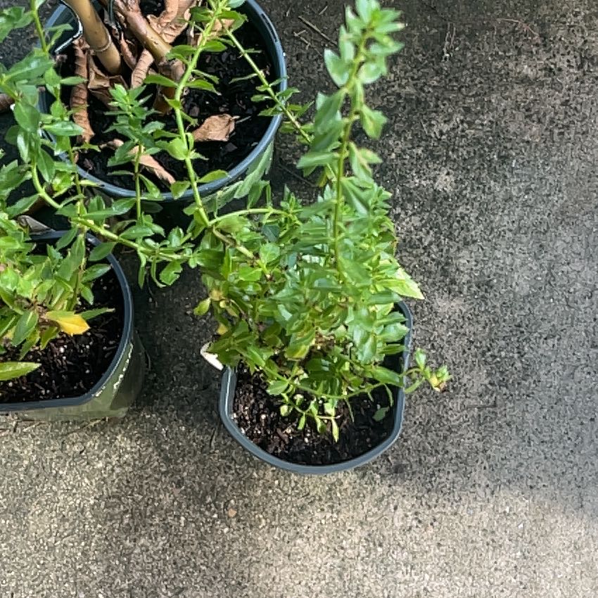 Photo of the plant species Mexican-Heather by @VastBonnydoon named Doja Cat on Greg, the plant care app