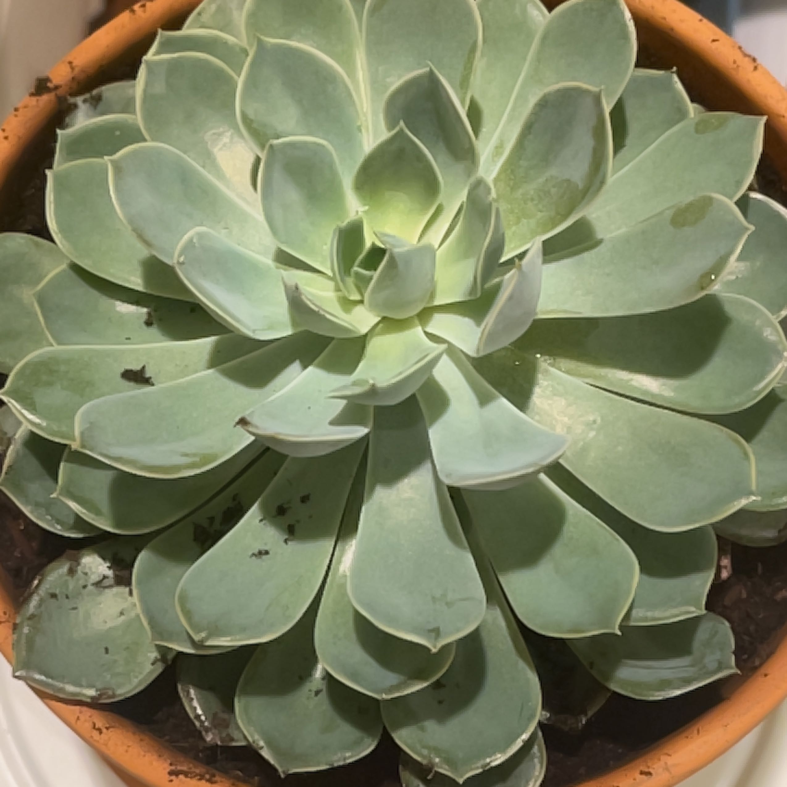 Photo of the plant species Echeveria 'Allegra' by @SunnyDaze named Hagrid on Greg, the plant care app