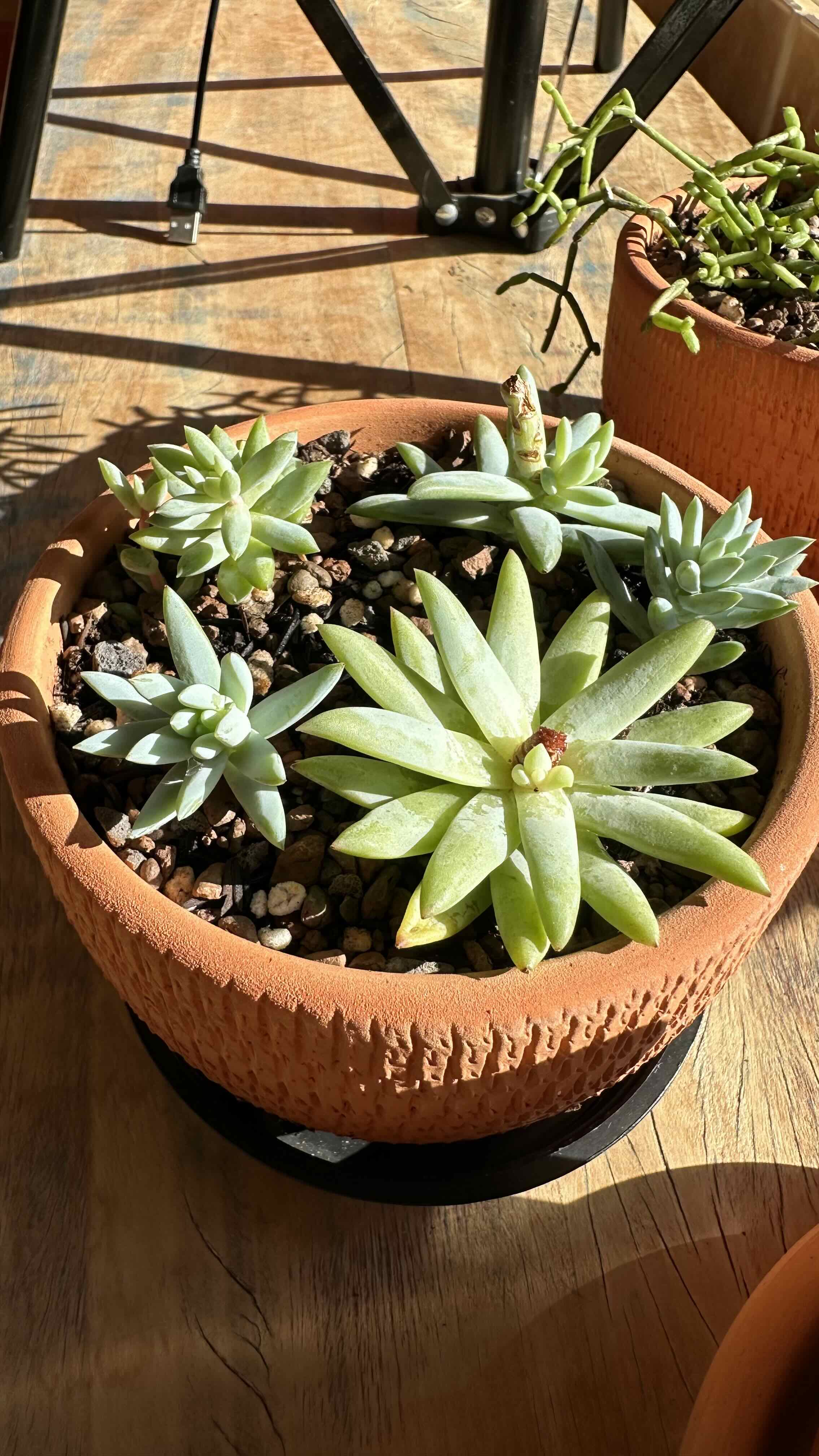 Potted Sedeveria 'Harry Butterfield' succulent plant in a terracotta pot with visible soil.