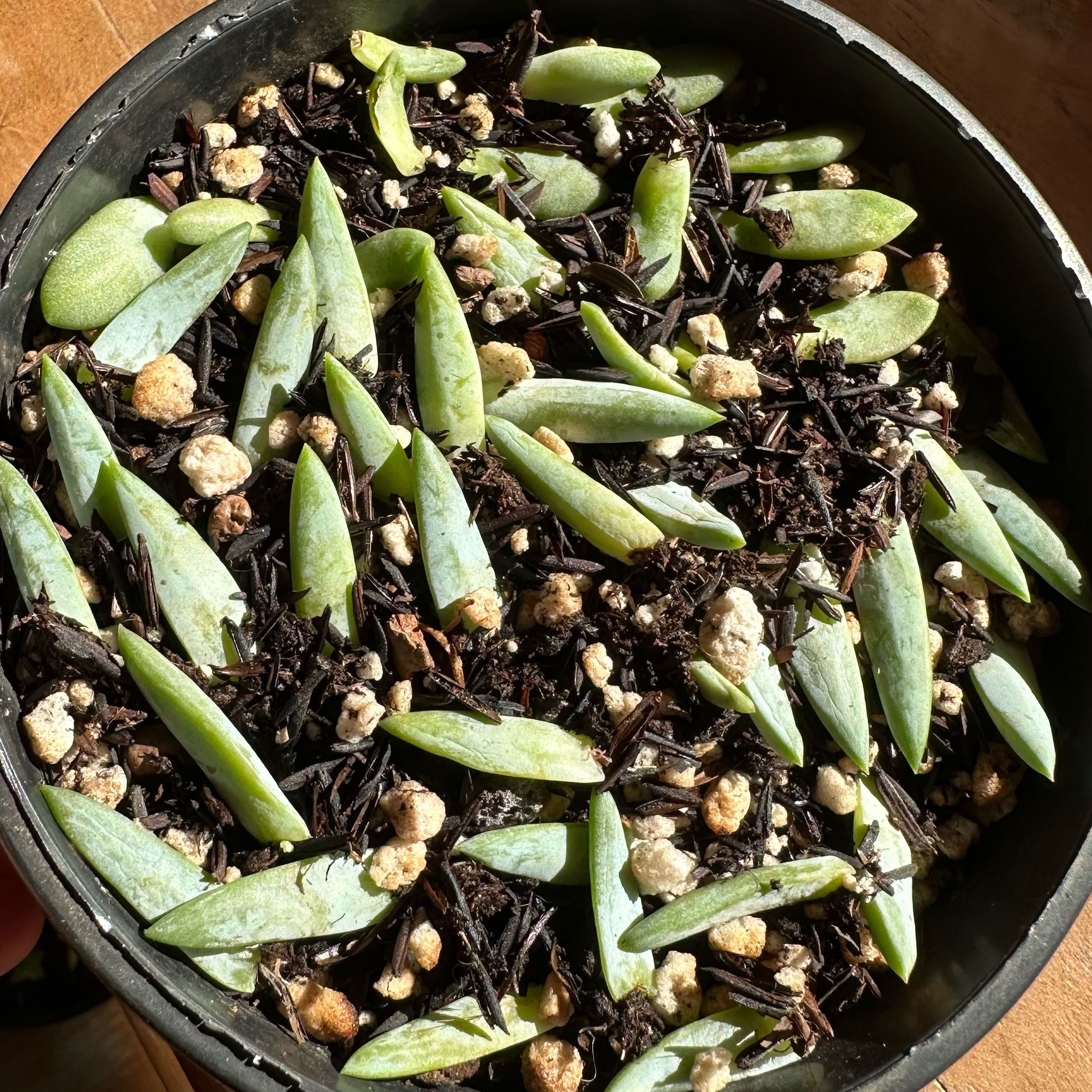 Potted Sedeveria 'Harry Butterfield' with healthy leaves spread across the soil.