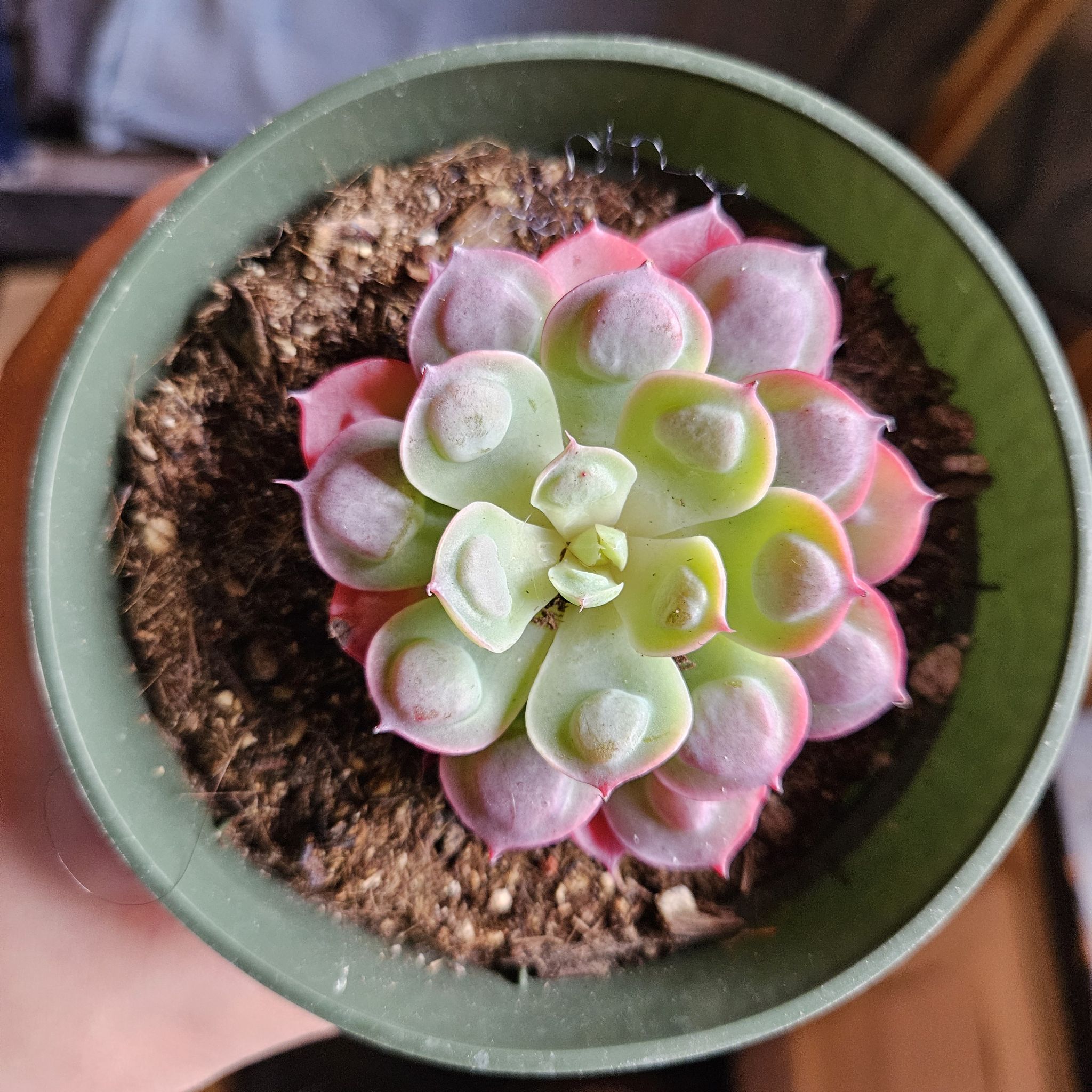 Photo of the plant species Echeveria 'Raindrops' by @Snorlaxative named Naomi on Greg, the plant care app
