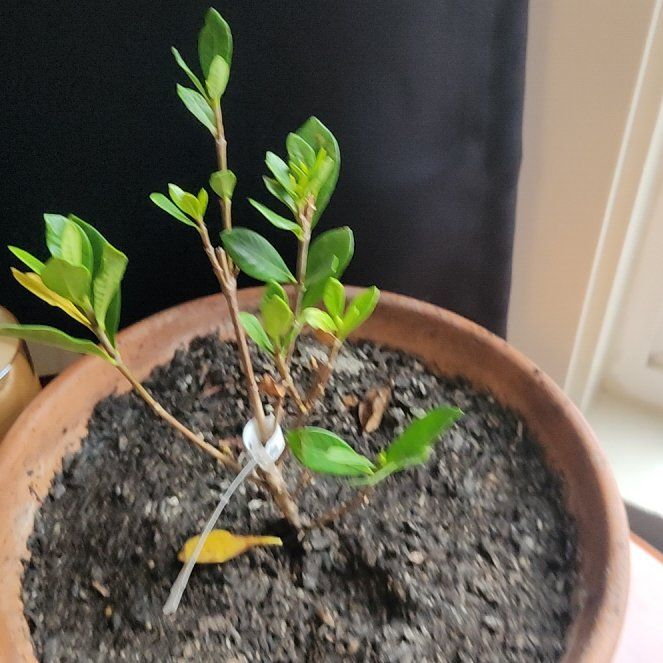 Photo of the plant species Gardenia augusta 'Florida' by @BubblyRedpine named Betty on Greg, the plant care app