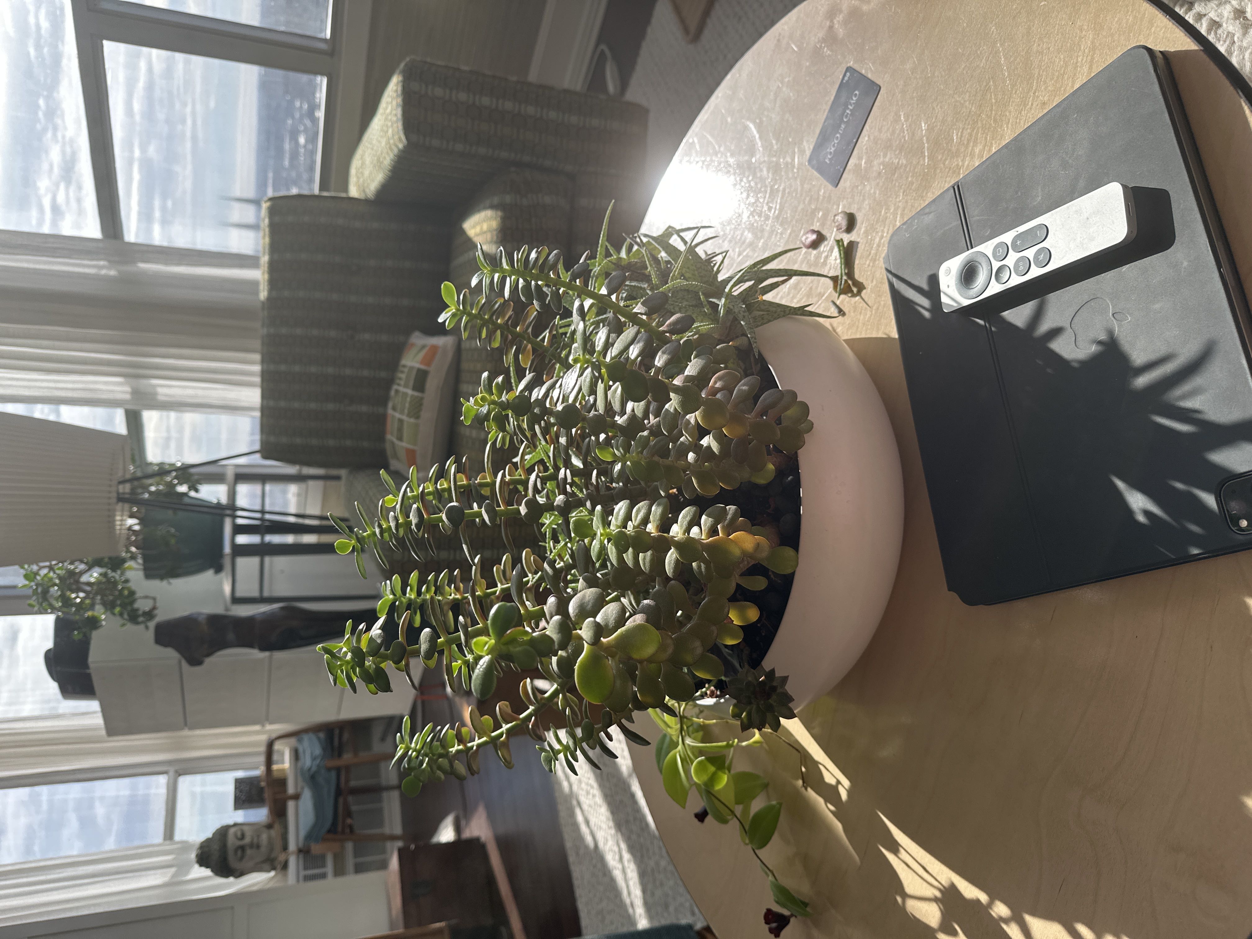 10-advantages-of-having-a-jade