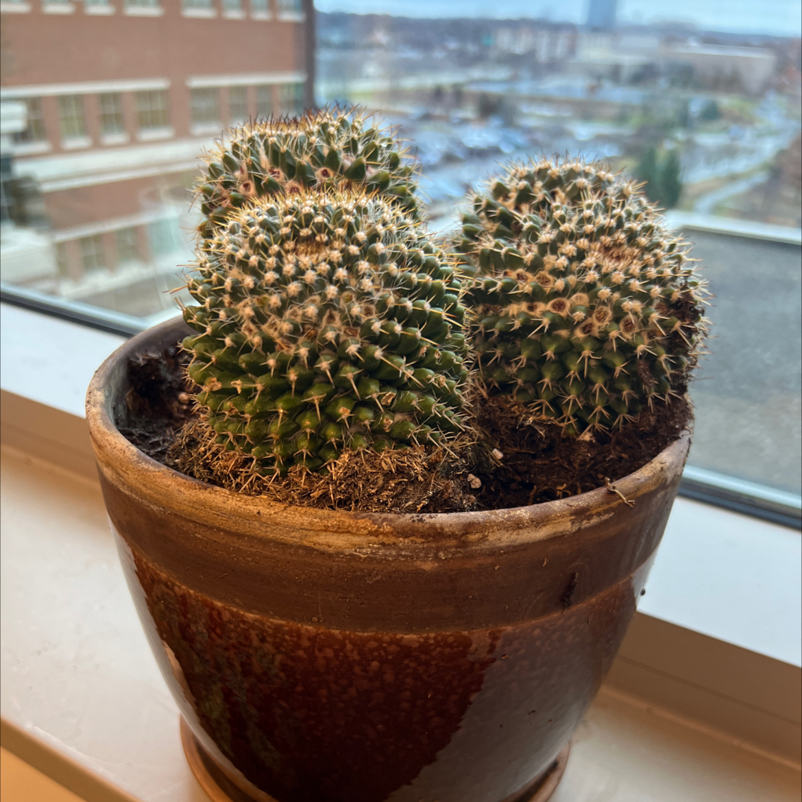 Potted Mammillaria Uncinata cactus with three clusters, healthy and well-framed.
