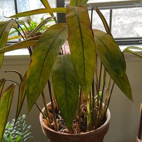 Photo of the plant species False Bird of Paradise 'Choconiana' by @KookyPaleflax named Diana on Greg, the plant care app