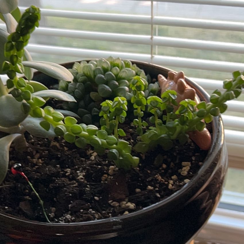 Photo of the plant species Peperomia columnaris by @SirSowthistle named Elle on Greg, the plant care app