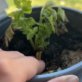 Photo of the plant species Leaf Celery by @SirSowthistle named Coco on Greg, the plant care app