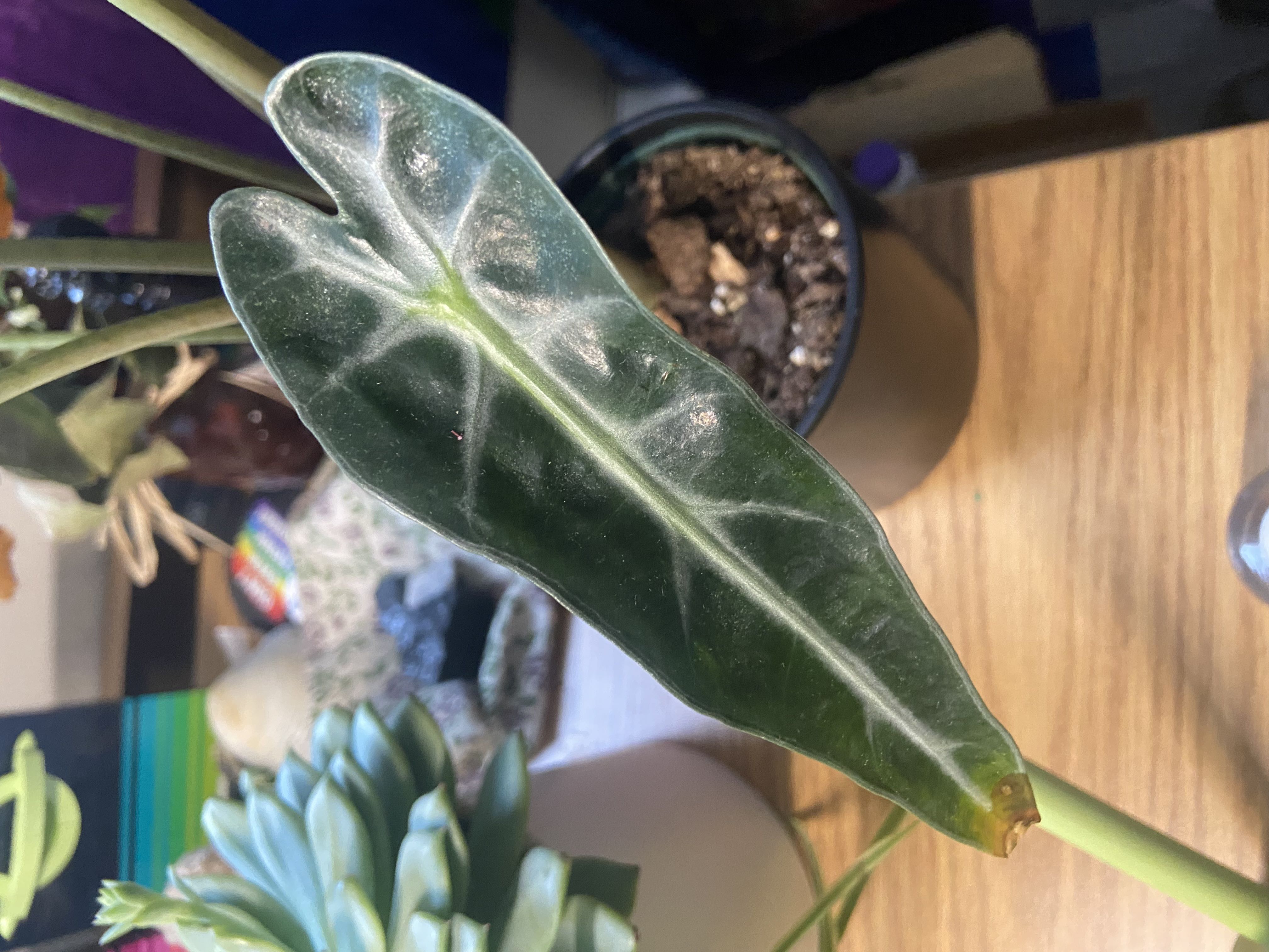 Photo from the post