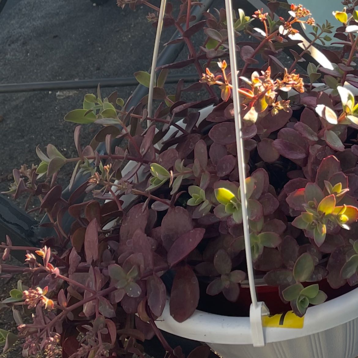 Photo of the plant species Portulaca Umbraticola by @StableMakura named Prince on Greg, the plant care app