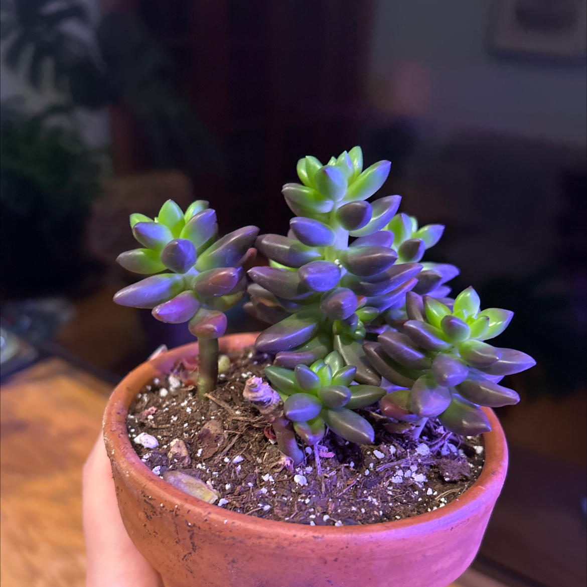 Potted Sedeveria 'Jet Beads' succulent with green and purple leaves, held by a hand.