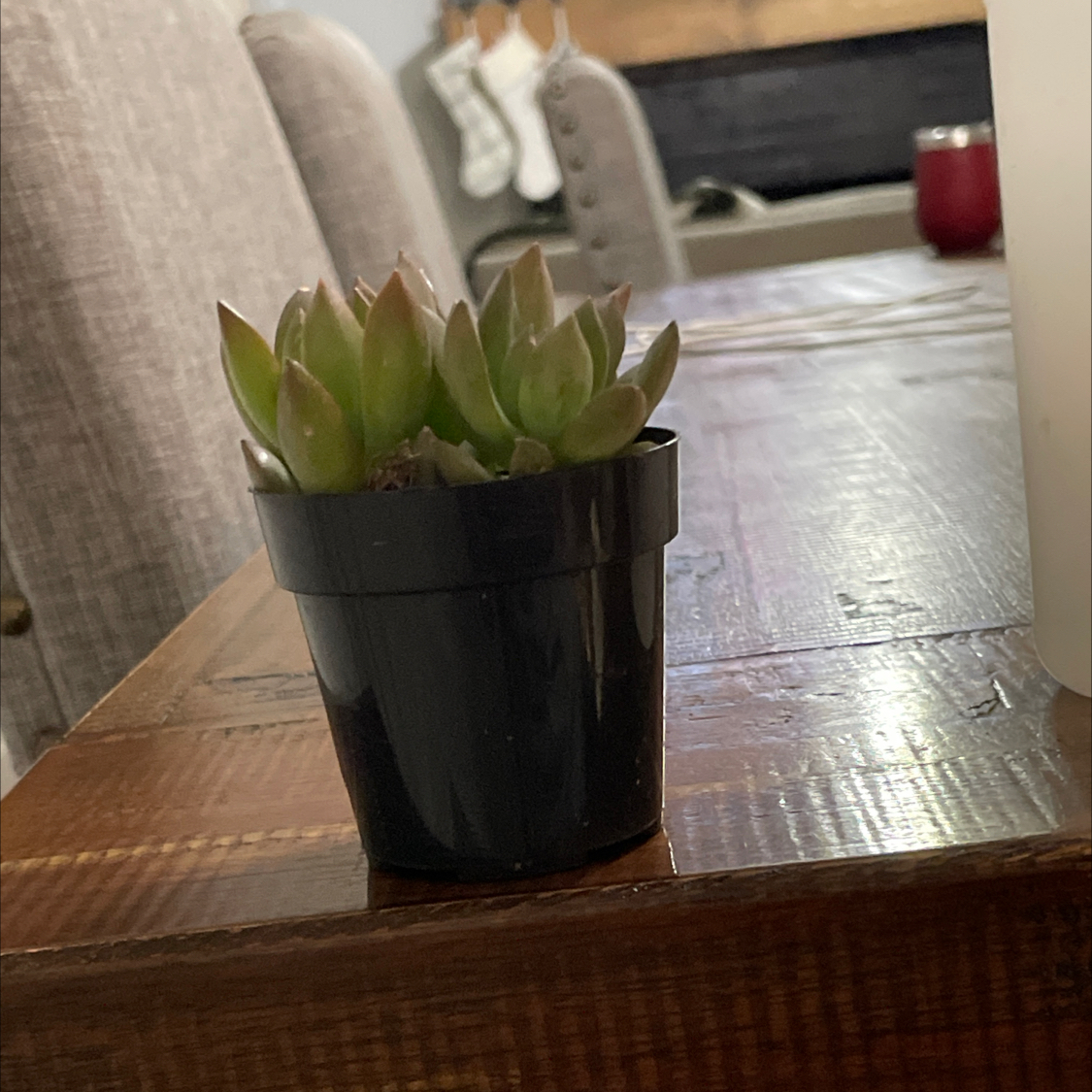 A healthy Graptosedum 'Copper Glow' succulent in a small black pot on a wooden table.