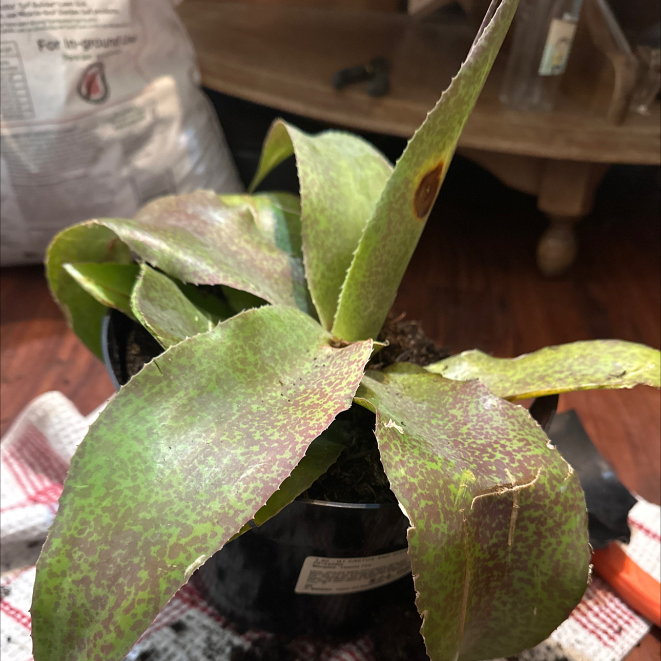 Photo of the plant species Mangave 'Tequila Fire' by @ZingySnowpeas named Nemo on Greg, the plant care app