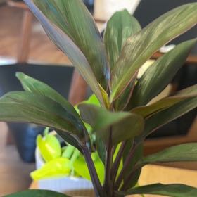 Photo of the plant species Cordyline 'Rumba' by @Loiswhitee named Fernie Saunders on Greg, the plant care app