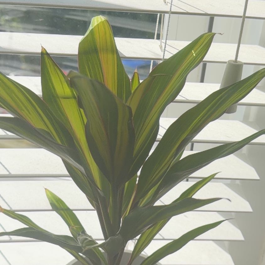 Photo of the plant species Cordyline 'Rumba' by @Loiswhitee named Bryson on Greg, the plant care app