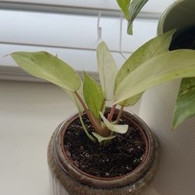Photo of the plant species Snowdrift by @Loiswhitee named Sonora on Greg, the plant care app