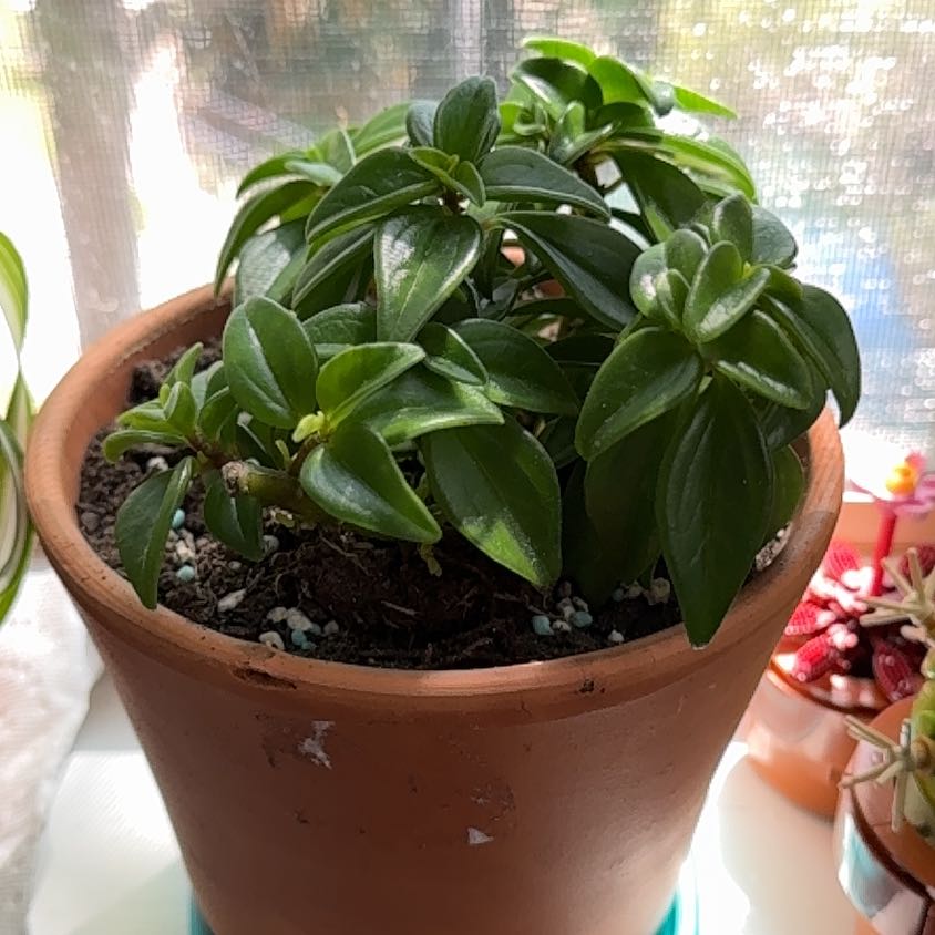 Photo of the plant species Peperomia trinervula by @ProudWhitecoral named Keanu Leaves on Greg, the plant care app