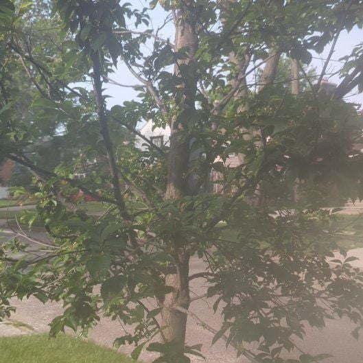 Photo of the plant species African Coral Tree by @AvidDovetree named Harmony on Greg, the plant care app