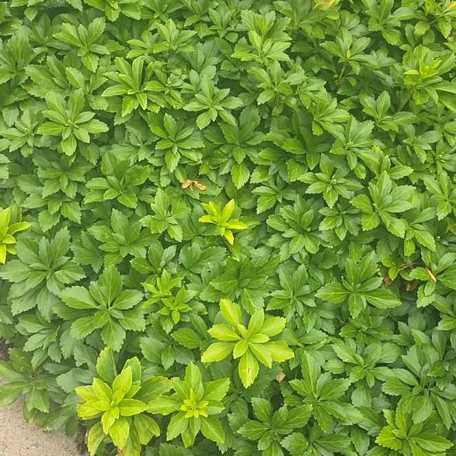 Photo of the plant species Carpet Box by @AvidDovetree named Figyonce on Greg, the plant care app