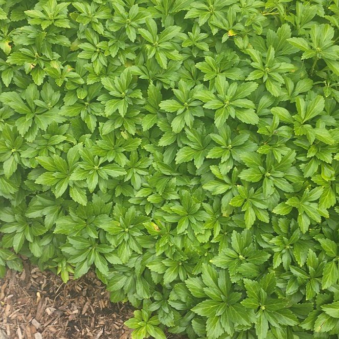 Photo of the plant species Carpet Box by @AvidDovetree named Harper on Greg, the plant care app
